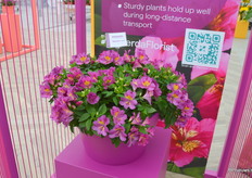 De pot-alstroemeria Sunstar is weer een beetje compacter en heeft weer meer bloemen dan zijn voorgangers.